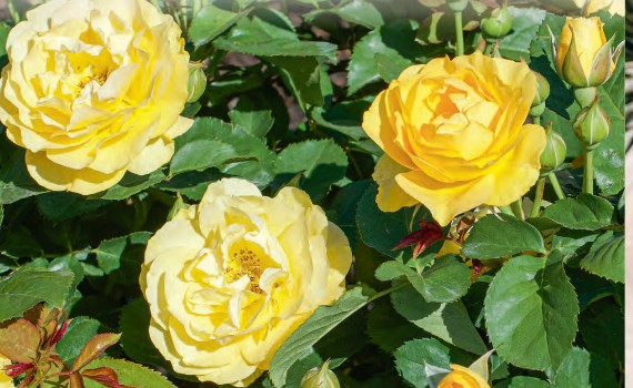 Rose - Surfer Girl