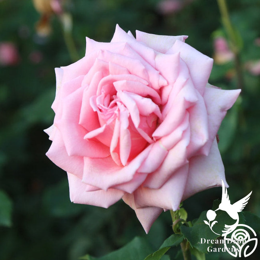 Rose - Tiffany — DreamDrop Gardens photo 11