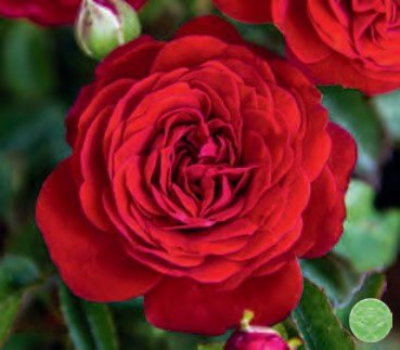 Rose - True Love