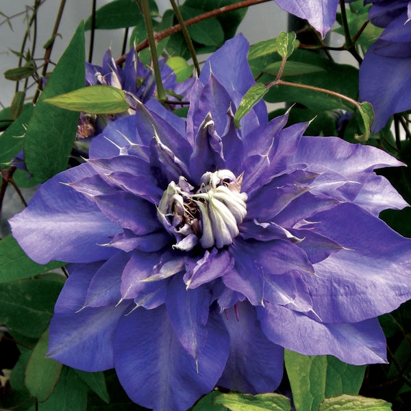 Clematis - Royalty