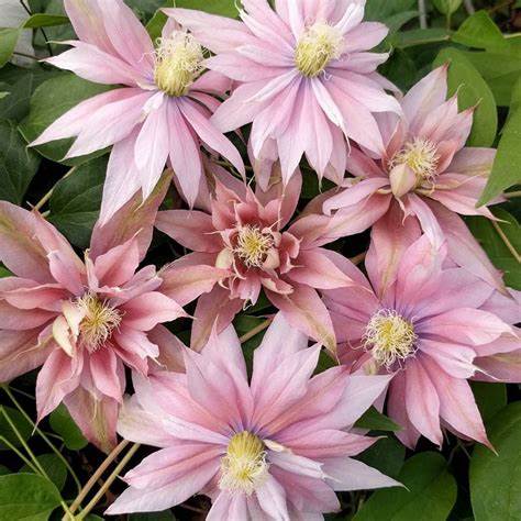 Clematis 'Phyllis' - Multi-Bloom Pink