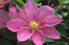 Load image into Gallery viewer, Clematis &#39;Abilene&#39; - Pink - 4ft Dwarf Variety
