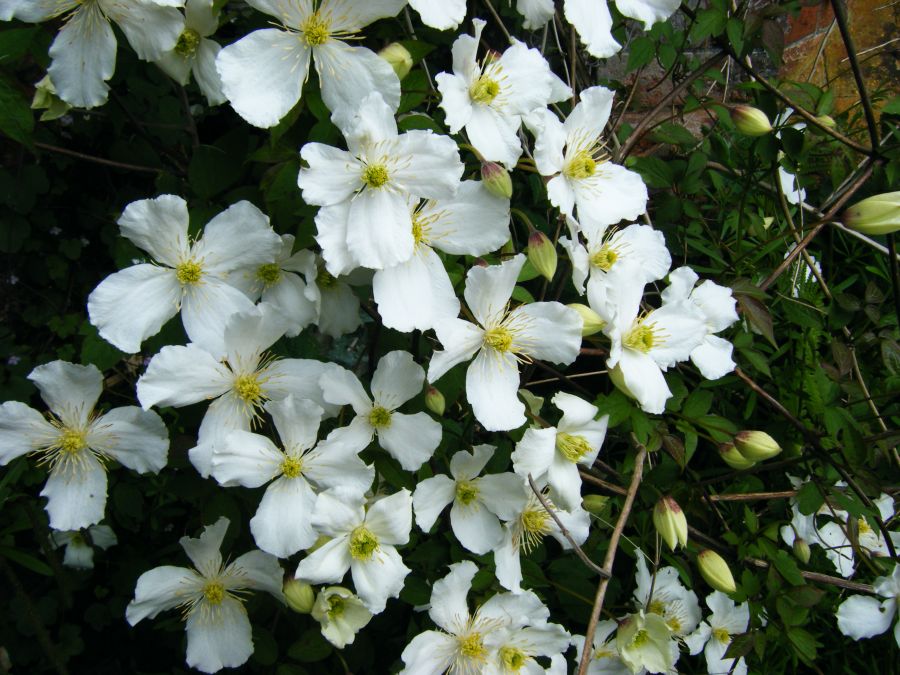 Clematis 'Montana Grandiflora' - Fragrant