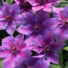 Load image into Gallery viewer, Clematis &#39;Adam&#39;s Courage&#39; - Lavender and Fuschia - 6ft Dwarf Variety
