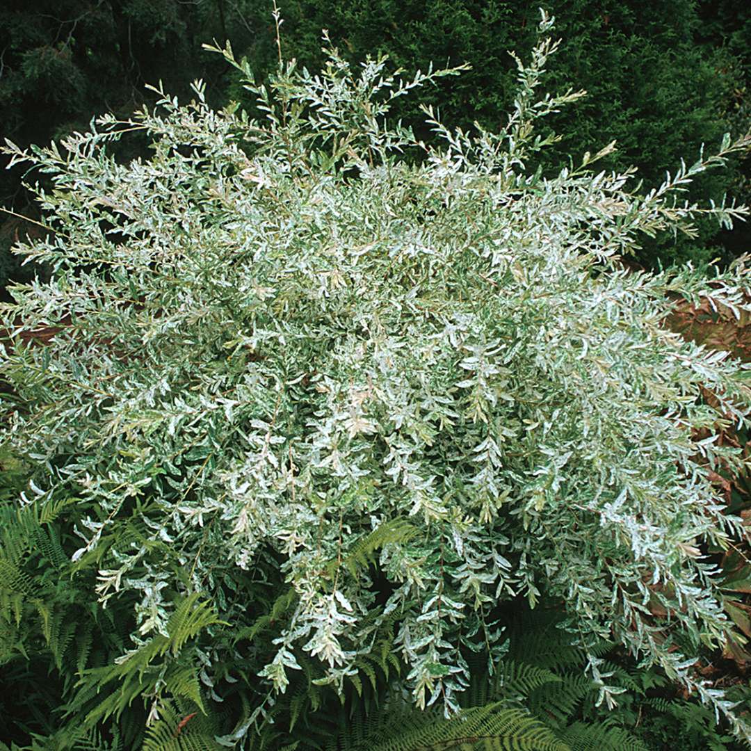 Willow - Dappled - ‘Hakuro Nishiki’