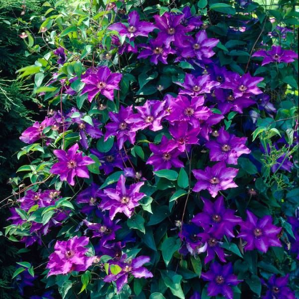 Clematis 'The President'