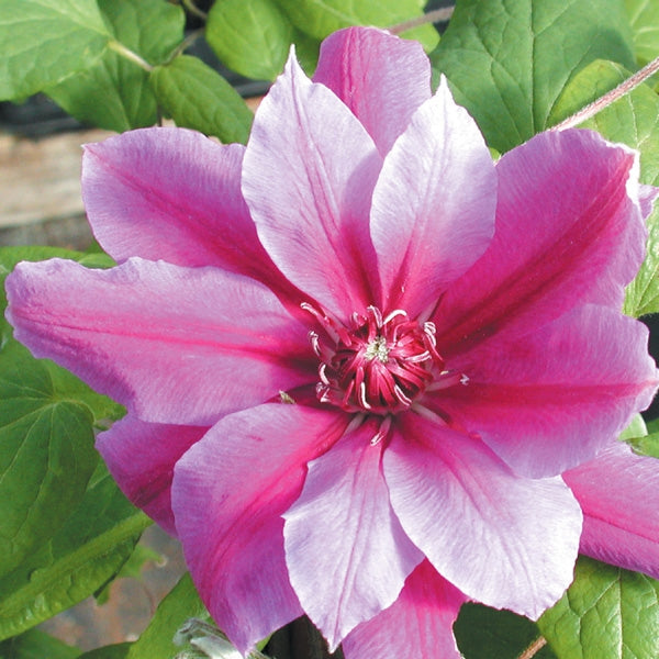 Clematis - Scartho Gem