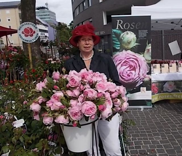 Rose - Climbing - Kiss Me Kate