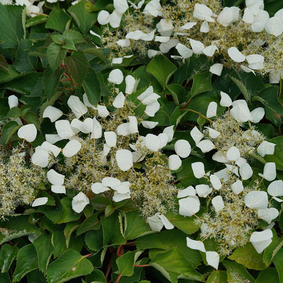 False Hydrangea-Vine - FLIRTY GIRL