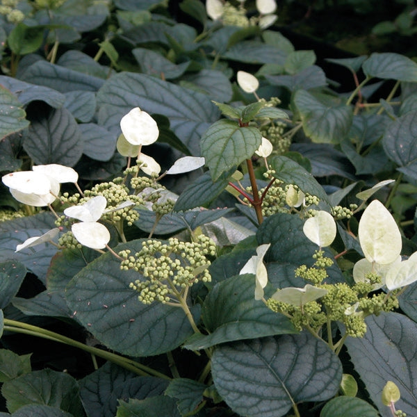Schizophragma - hydrangeoides Moonlight
