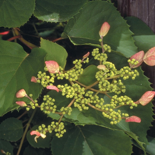 Schizophragma - hydrangeoides Rosea
