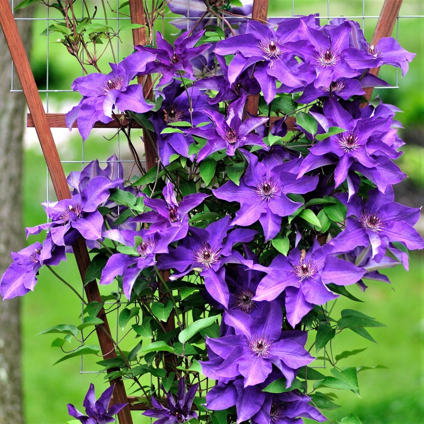 Clematis 'The President'