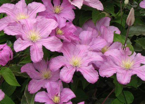 Clematis 'Cometesse De Bouchaud'