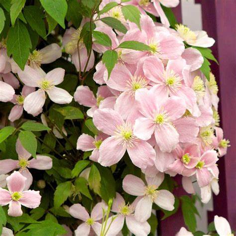 Clematis 'Montana Rubens' - Fragrant
