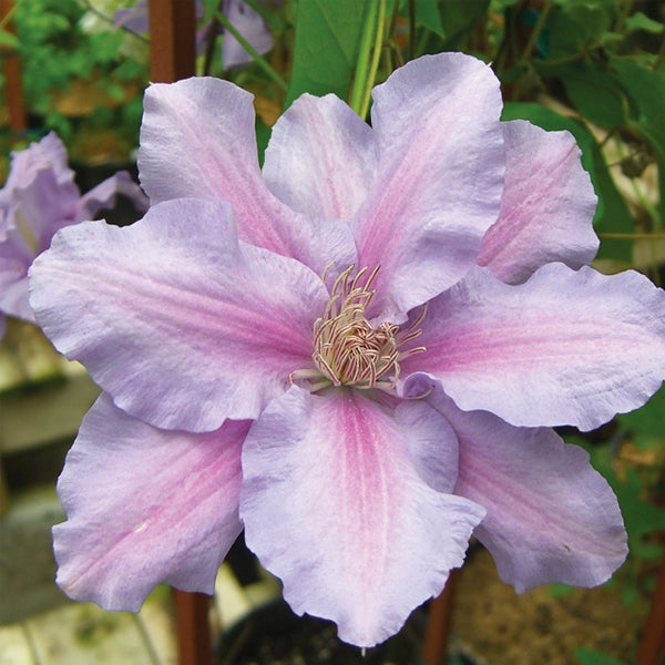 Clematis - Sealand Gem