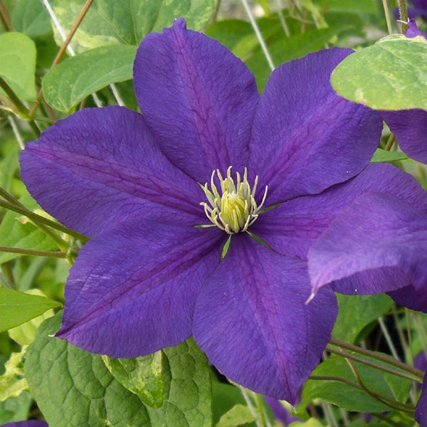 Clematis - Serenata