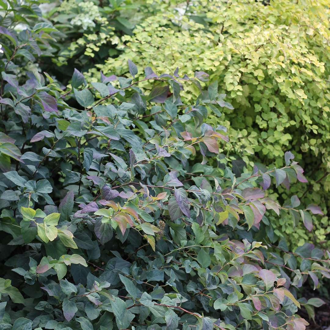 Spirea - DOUBLE PLAY BLUE KAZOO