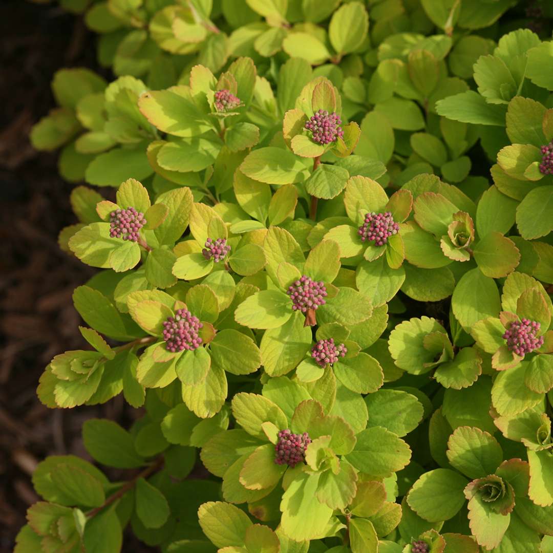 Spirea - Birch Leaf - GLOW GIRL
