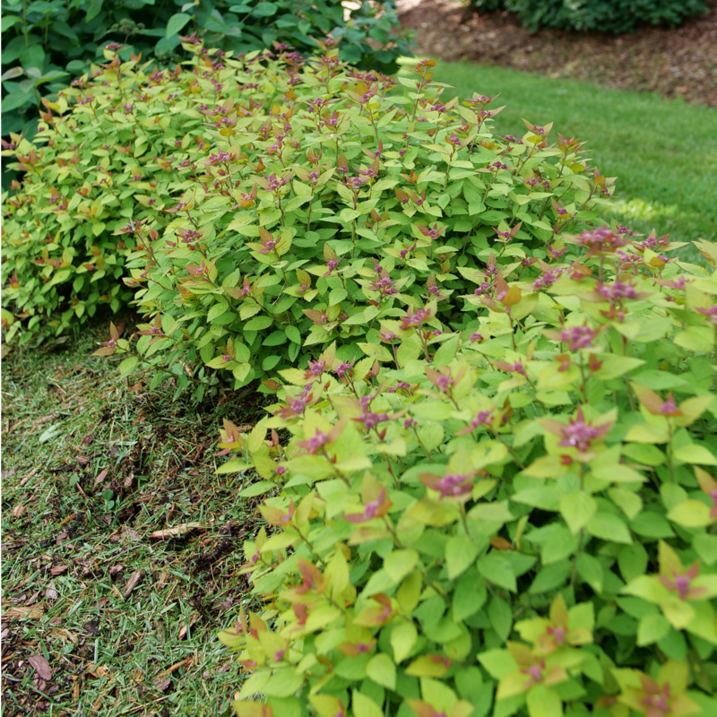 Spirea - DOUBLE PLAY DOLLY