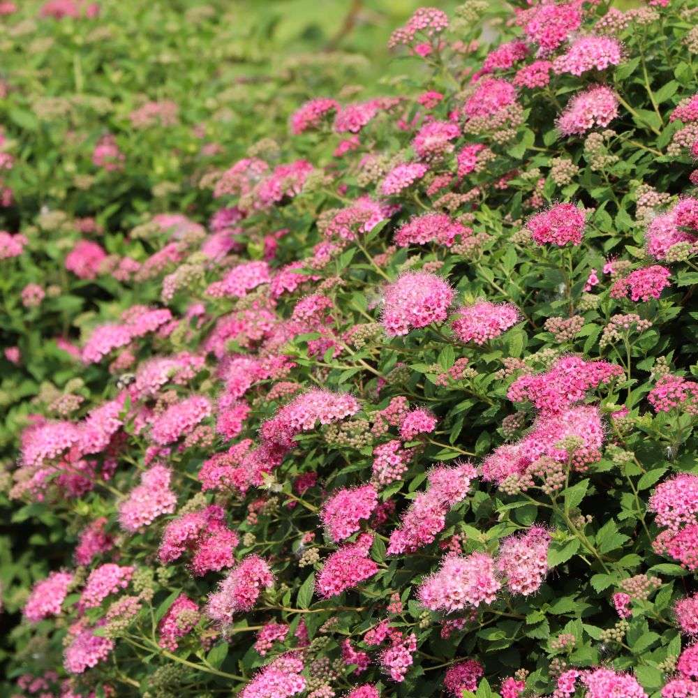 Spirea - DOUBLE PLAY PRINCESS