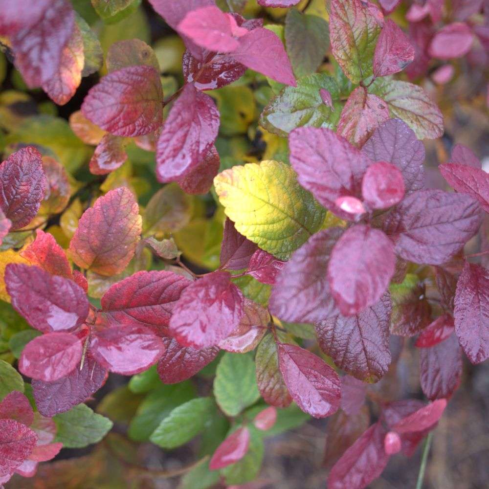 Birch Leaf Spirea - GLOW GIRL PINK