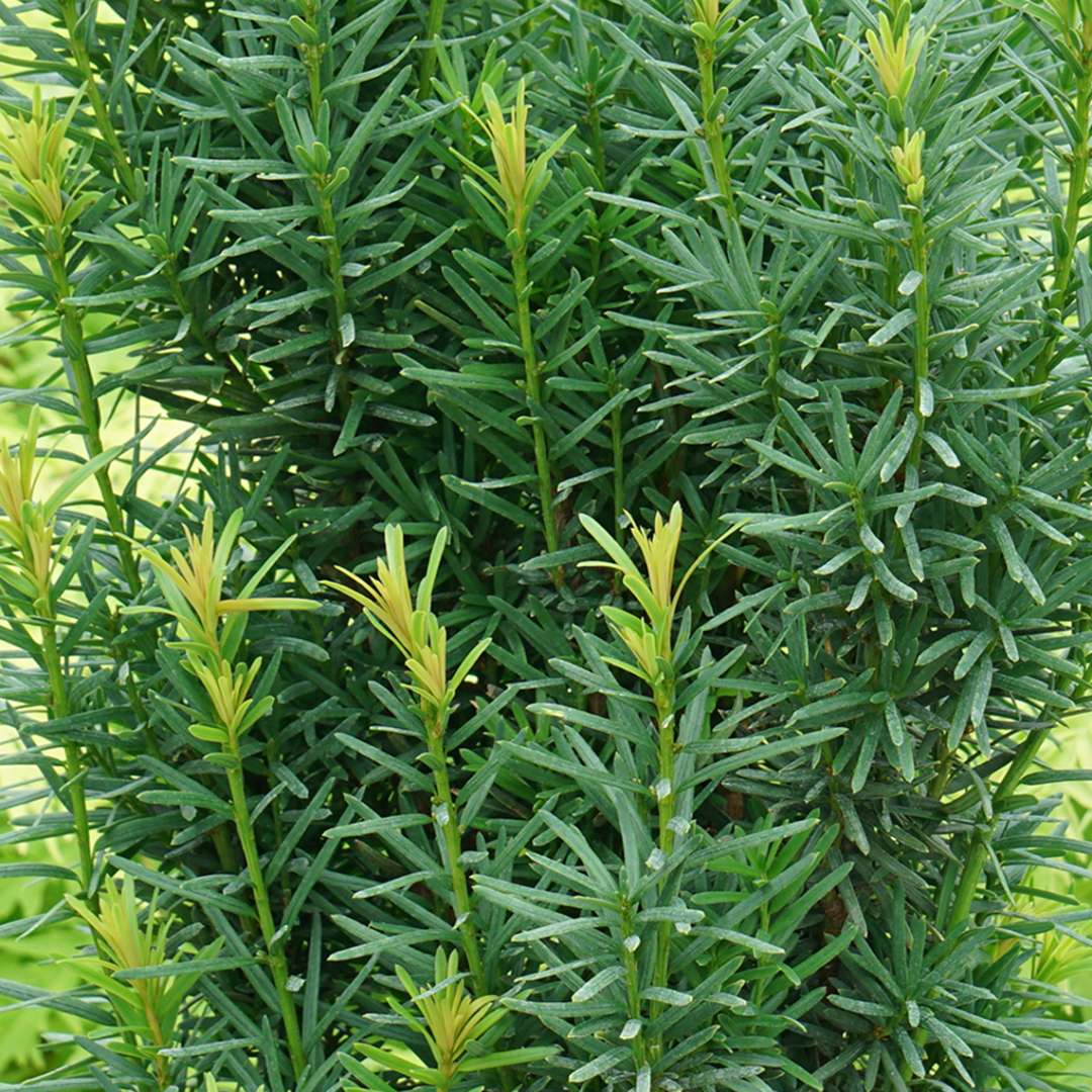 Yew - STONEHENGE SKINNY
