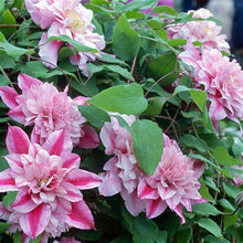 Load image into Gallery viewer, Clematis &#39;Pafar&#39; AKA Patricia Ann Fretwell - Multi-Bloom Pink
