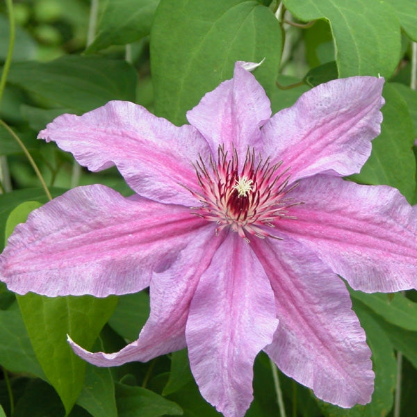 Clematis - Sympatia