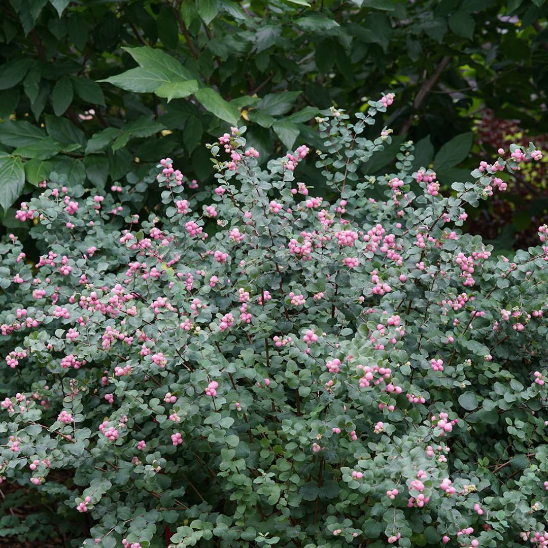 Coral Berry - PROUD BERRY Pink