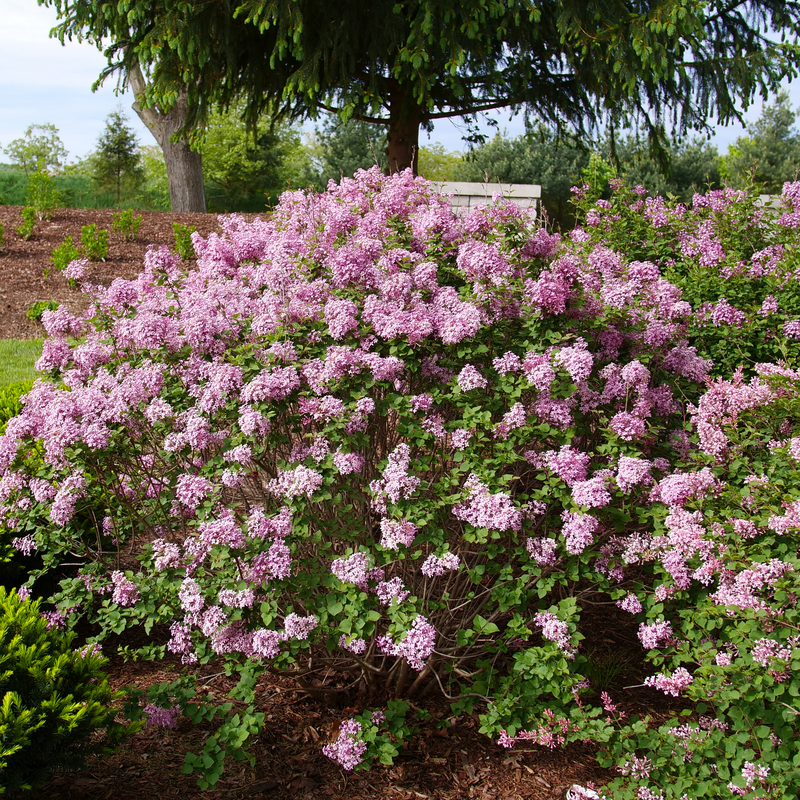 Reblooming Lilac - BLOOMERANG PURPINK