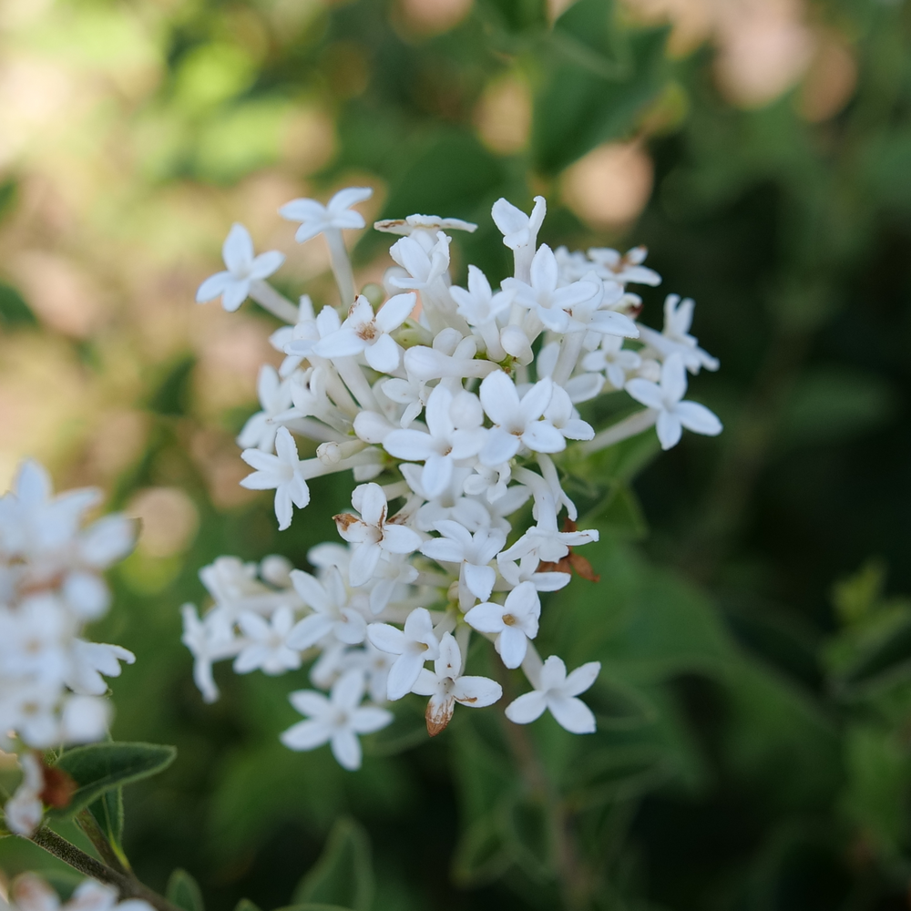 Reblooming lilac - BLOOMERANG SHOWMOUND