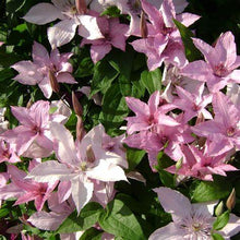Load image into Gallery viewer, Clematis &#39;Hagley Hybrid&#39; AKA &#39;Pink Chiffon&#39; - Late Blooming

