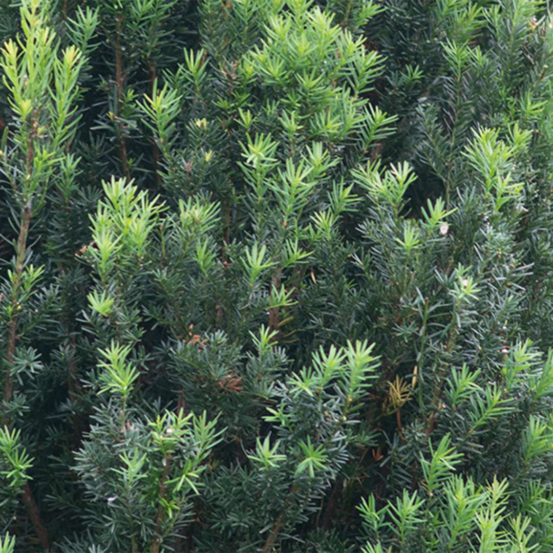 Yew - STONEHENGE
