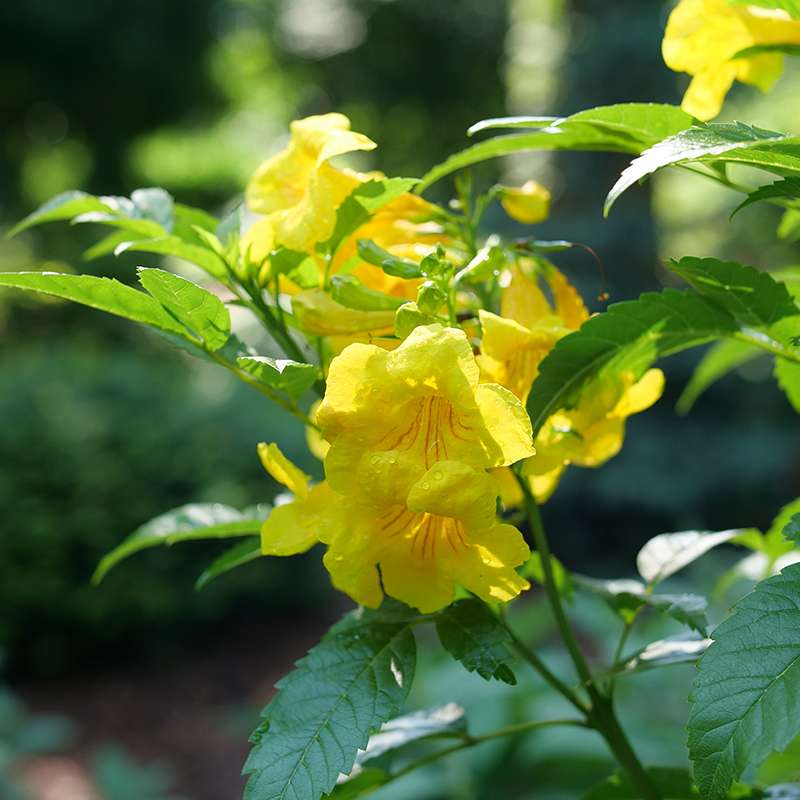Trumpet Bush, Esperanza - CHICKLET Gold