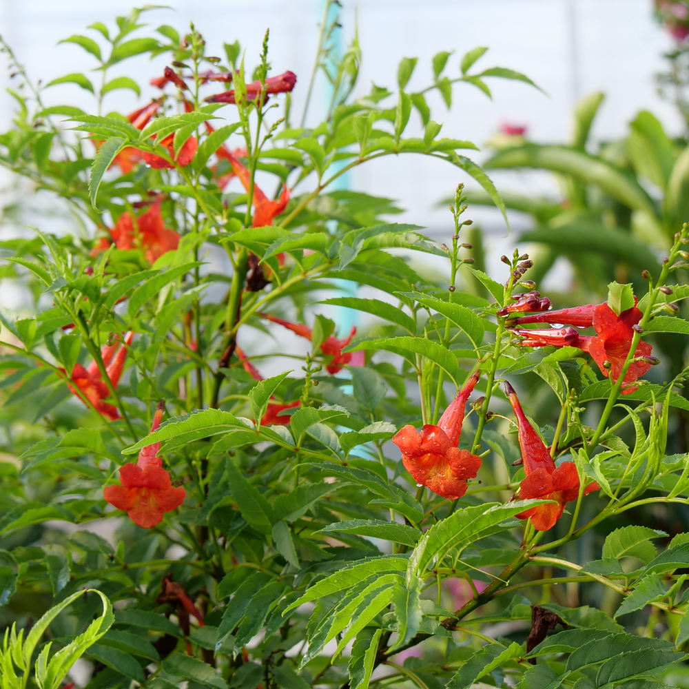 Esperanza - CHICKLET Red