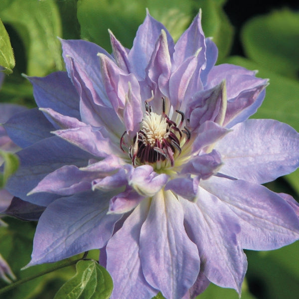 Clematis - Teshio