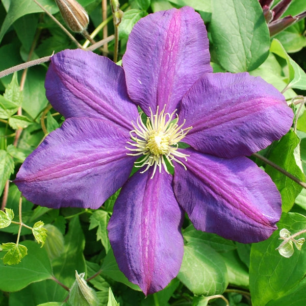 Clematis - The Vagabond