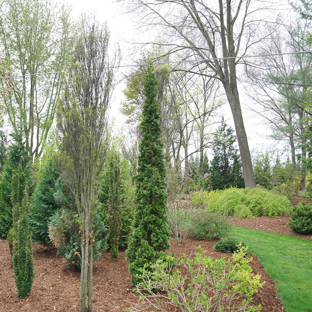 Arborvitae - STING