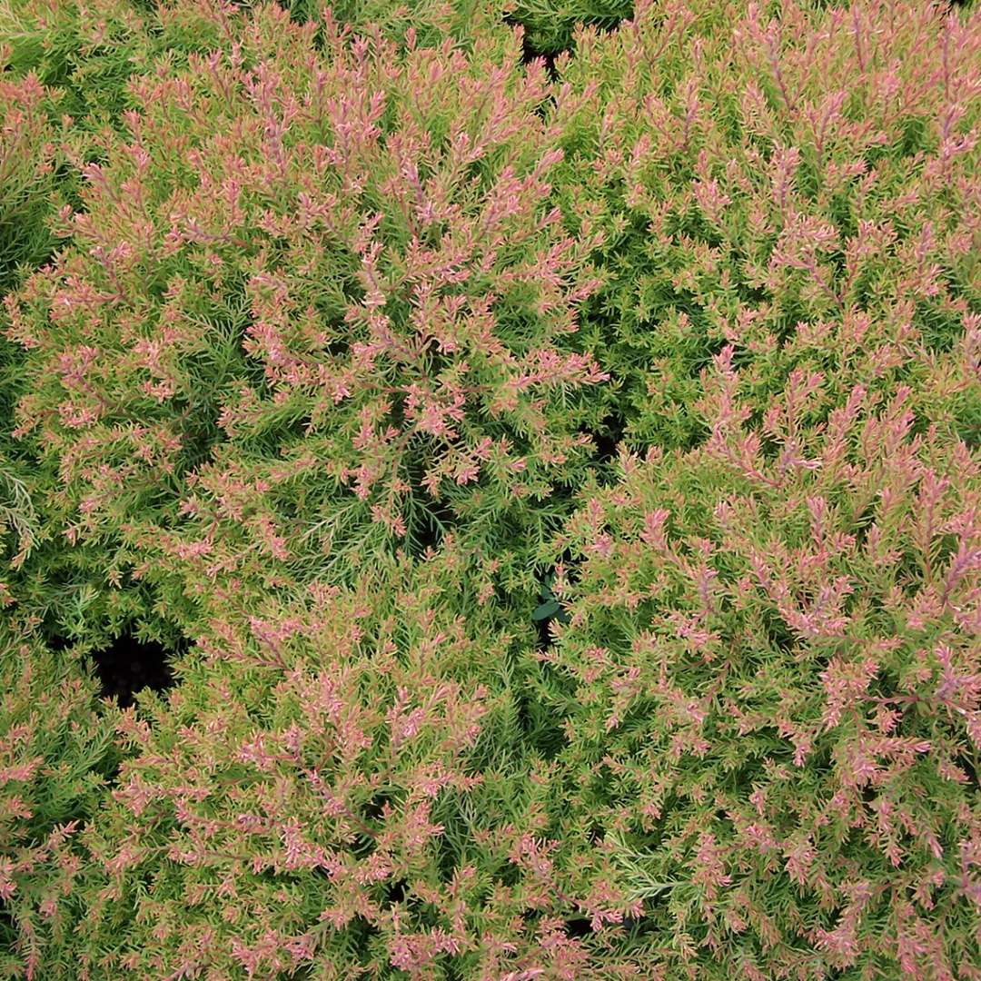 Arborvitae - FIRE CHIEF