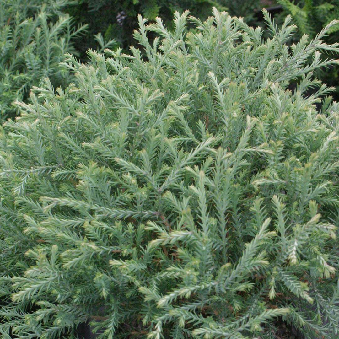Arborvitae - MR. BOWLING BALL