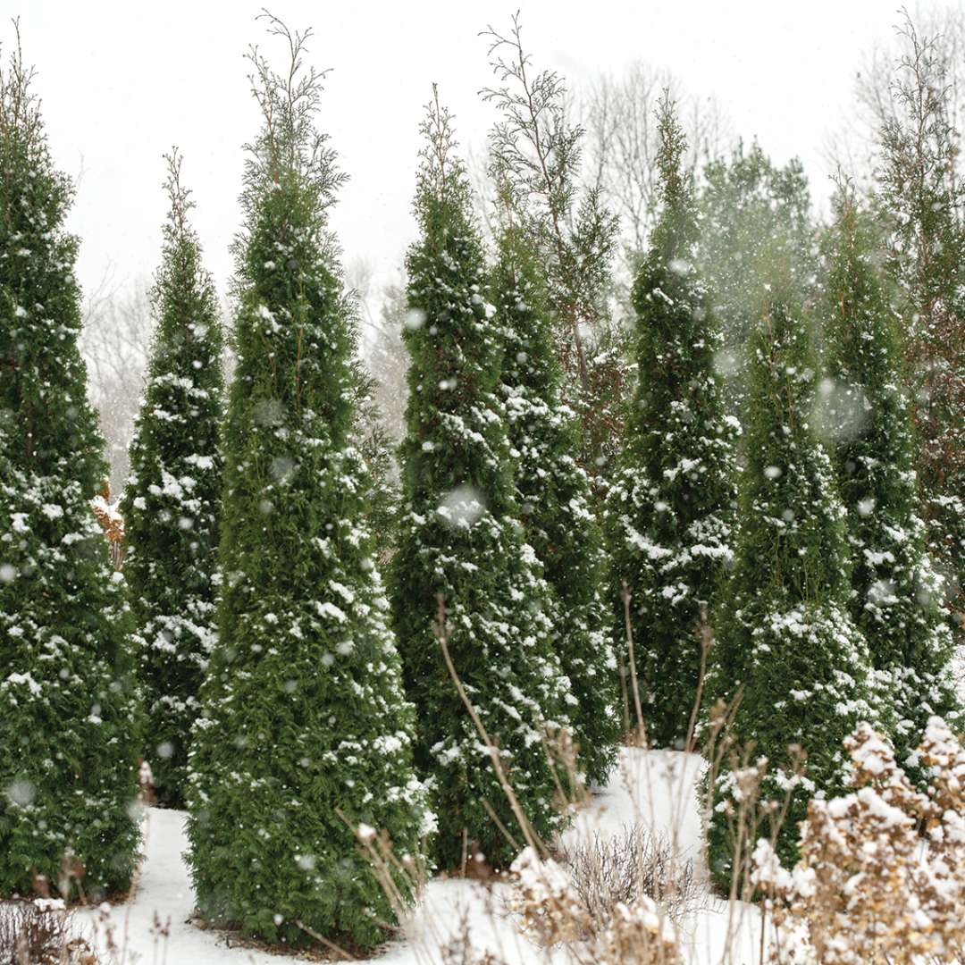 Arborvitae - NORTH POLE