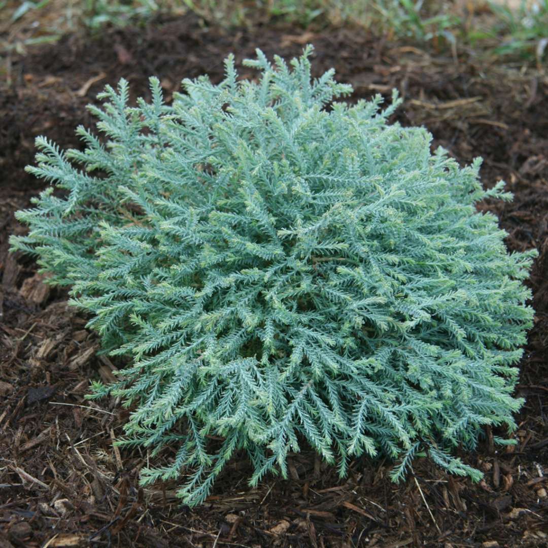 Arborvitae - PANCAKE