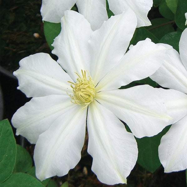 Clematis - Toki