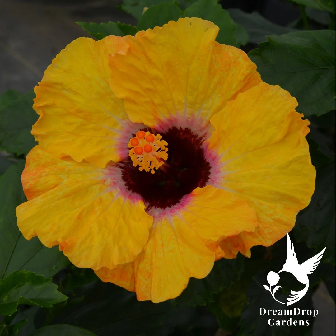 Tropical Hibiscus - Hollywood Hibiscus Golden Globe — DreamDrop Gardens photo 2