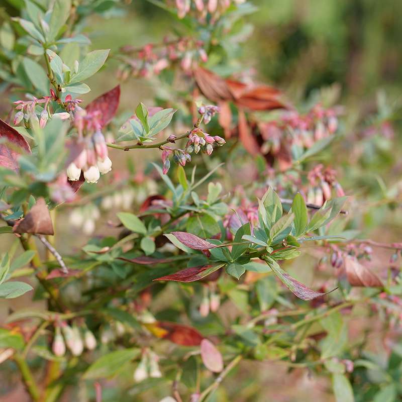 Highbush blueberry - SPLENDID! Blue