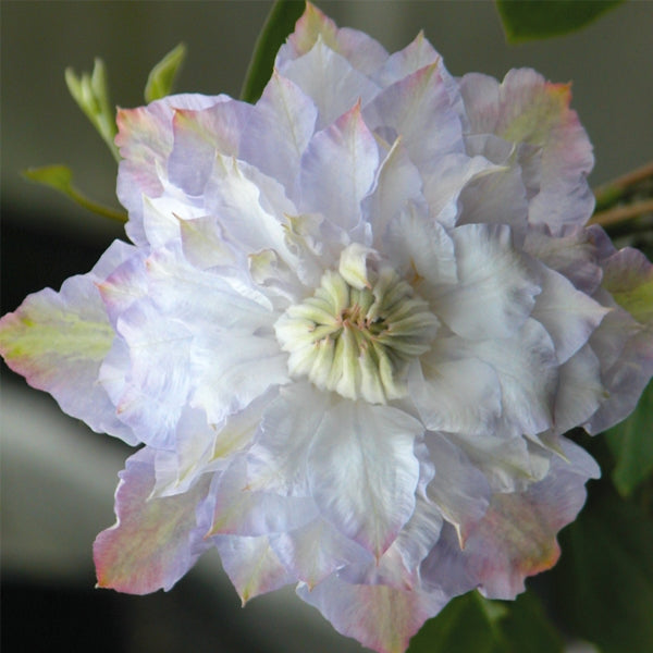Clematis - Veronica’s Choice