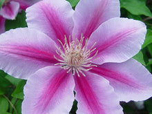 Load image into Gallery viewer, Clematis &#39;Bees Jubilee&#39;
