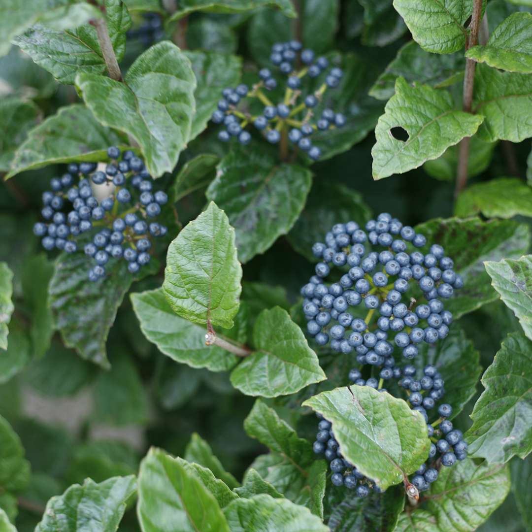 Viburnum - Arrowwood - GLITTERS & GLOWS