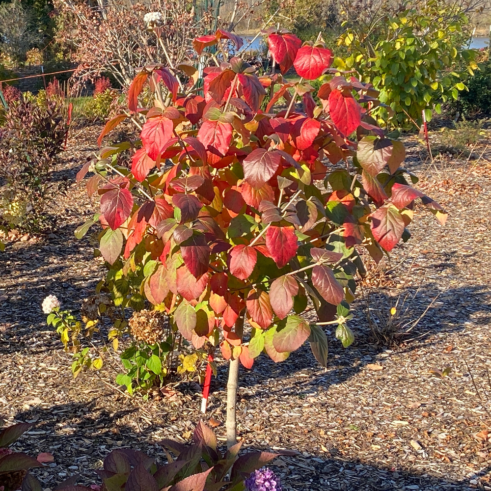 Koreanspice viburnum - SPICE COWBOY