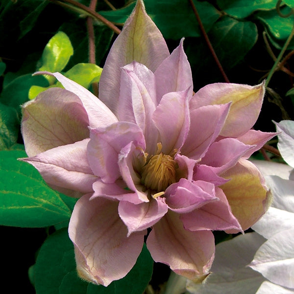 Clematis - Violet Elizabeth